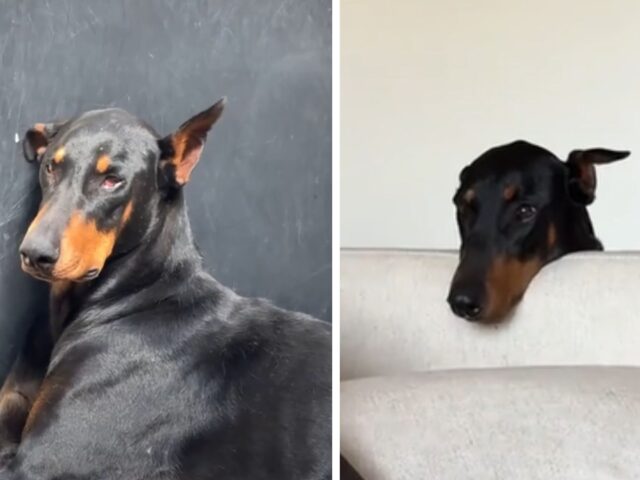 In rifugio era il più triste di tutti, ma quando la Dobermann viene adottata inizia a brillare di una luce diversa