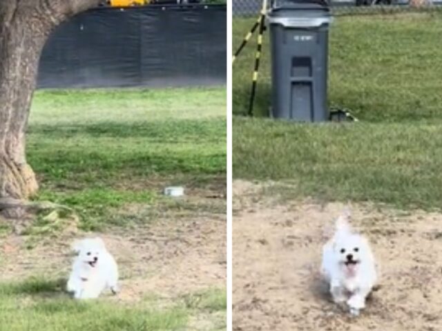 Il cane al parco si distrae e non vede più il padrone: inizia a vivere dei veri momenti di panico