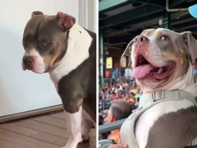 Il Pitbull non riesce a contenere la sua gioia quando decidono di portarlo a un evento sportivo