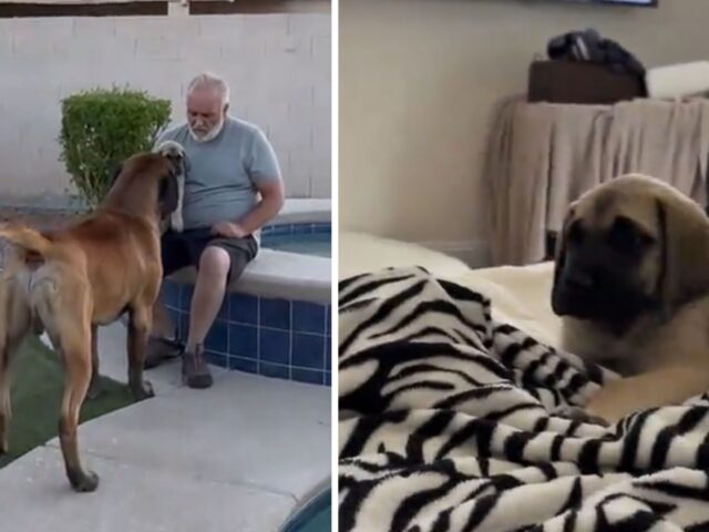 Arriva un nuovo cucciolo in famiglia, ma il cane più anziano non è certo che sia stata una buona mossa