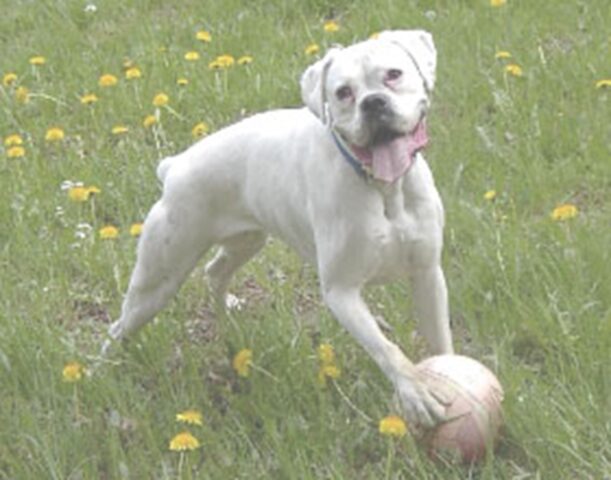 Cane cieco e albino: la storia di Alba è commovente