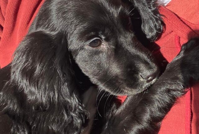 Il bellissimo cucciolo è stato abbandonato in un parcheggio per via del fatto che era leggermente diverso