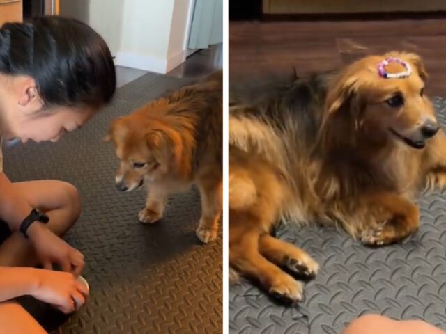 “Il nostro ultimo giorno con lei”: devono sopprimere la cagnolina e le regalano delle ore piene d’amore