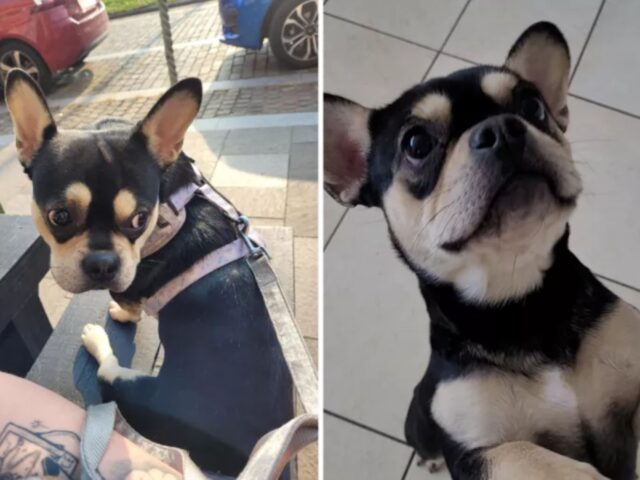 Il ragazzo fa da Dogsitter al cane della sua fidanzata, ma le cose non vanno come pensava