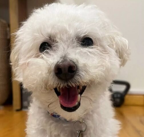 Cane con una brutta tosse: dopo aver speso 6mila dollari ecco cosa scoprono i proprietari