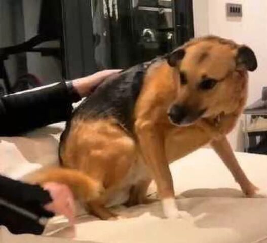 Cane con una forte paura per gli uomini la supera grazie a un amico speciale
