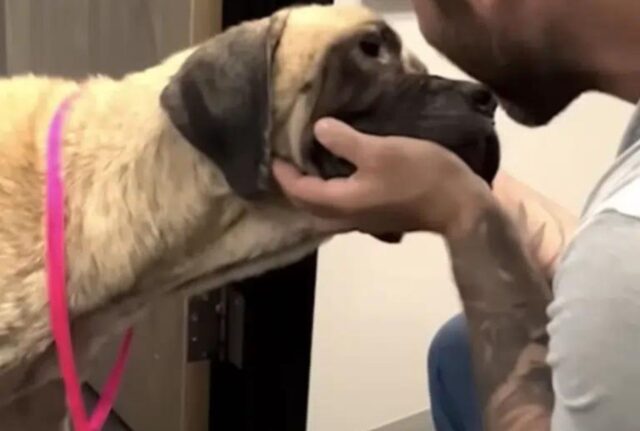 L’uomo inizia a cullare il cane con il cuore spezzato, sperando che questo gesto sortisca effetto