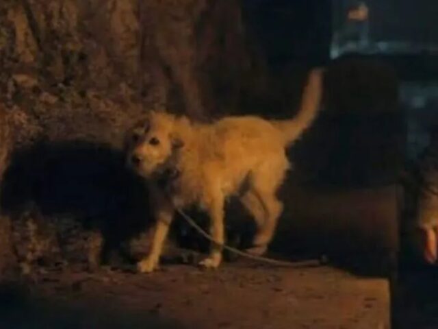 Il cane di House of the Dragon era un randagio prima di diventare una star