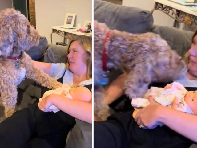 Il Goldendoodle è gelossissimo di qualcosa che, però, è a dir poco inanimata