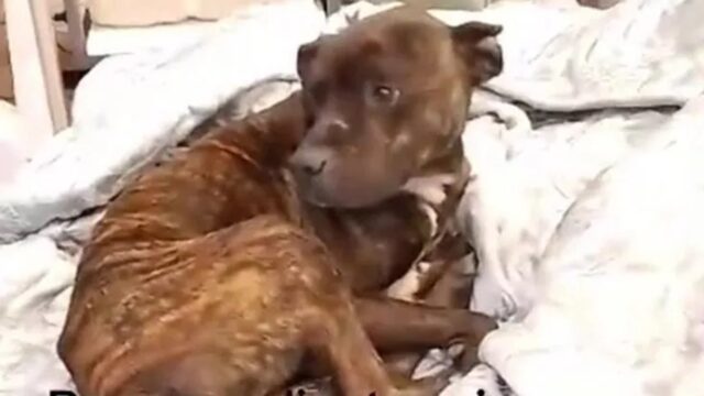 Cane dorme su un letto nel negozio di materassi e si sente come in paradiso