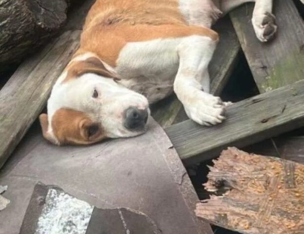 Cane ferito e gettato tra i rifiuti: ecco com’è cambiata la sua vita