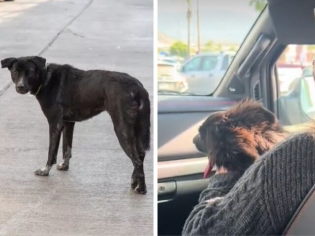 La famiglia vede un cane abbandonato correre in autostrada e capisce subito cosa deve fare