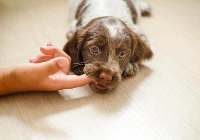 Come mai il cane morde all’improvviso?