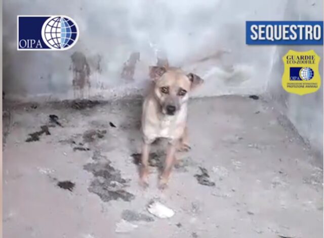 Cane murato in un rudere: ecco come l’hanno salvato