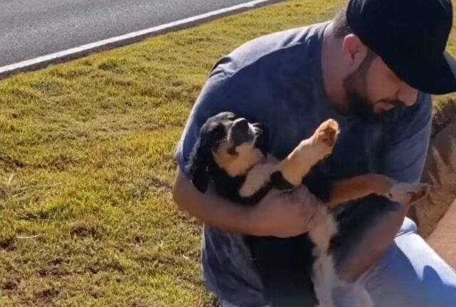Il cane ferito scodinzolava e guardava gli uomini, sperando che finalmente qualcuno lo salvasse