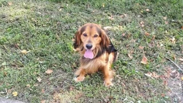Cane orfano lasciato al canile di Milano: per lui è arrivato il lieto fine