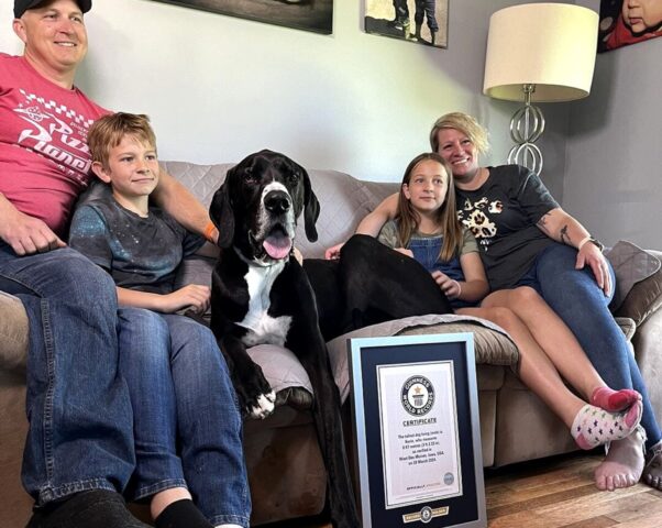 Cane più alto del mondo vola sul ponte dell’arcobaleno dopo la festa per il record