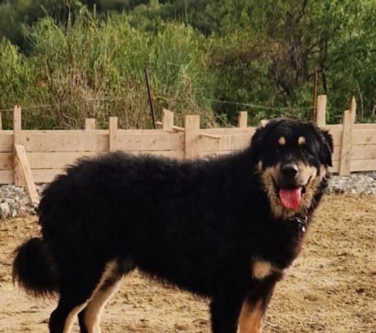 Il cane più bello d’Italia vive a Messina e si chiama Ulisse