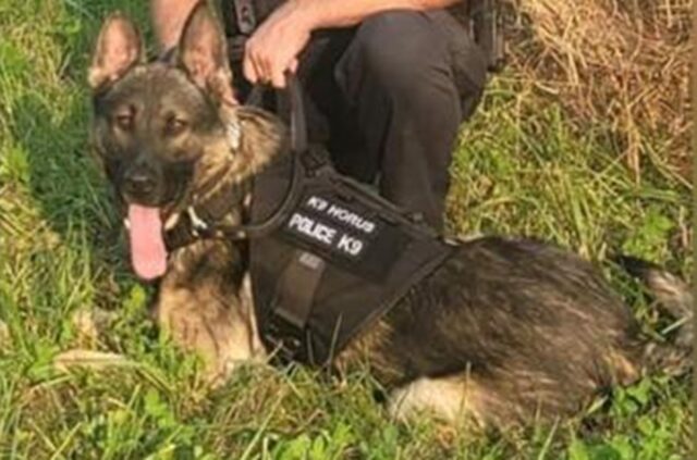 Cane poliziotto perde la vita per il caldo in auto: gli agenti lo avevano dimenticato
