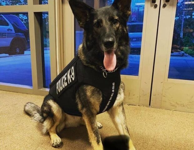 Cane randagio della Louisiana diventa un perfetto agente antidroga K-9