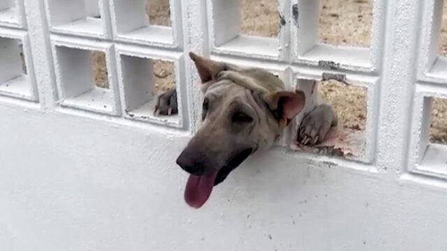 Cane randagio incastrato nel muro con la testa: il salvataggio
