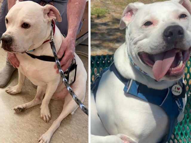 L’uomo porta il suo Pitbull a fare un’esperienza molto tenera e capisce che ha un vero sesto senso