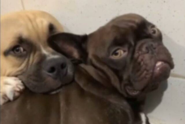 Cane si mette a piangere quando rimane solo: la famiglia prende una decisione incredibile