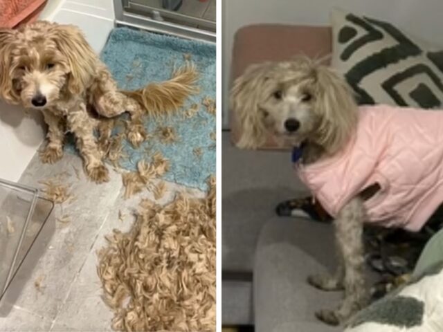 La donna decide di toelettare da sola il suo cane, ma l’esperienza diventa a dir poco impegnativa