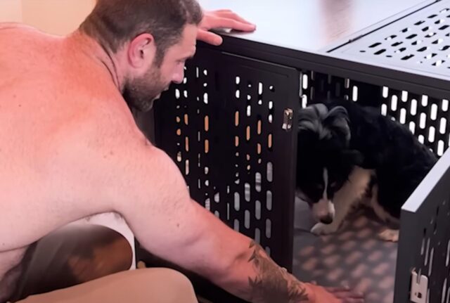 Un solo momento tra le braccia del suo vero amore ha cambiato del tutto questo cucciolo di Pastore Australiano