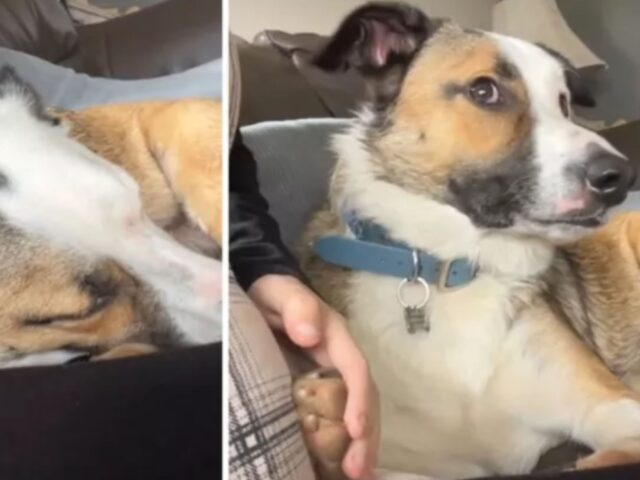 La donna riesce a catturare il momento esatto in cui il cane avverte il calcio del bimbo nel pancione