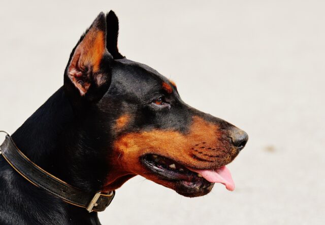 Cani di grossa taglia abbandonati in aumento, l’appello di un rifugio di Padova