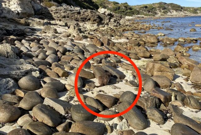 Le persone hanno difficoltà a trovare i due cani in questa foto: dove si saranno nascosti?