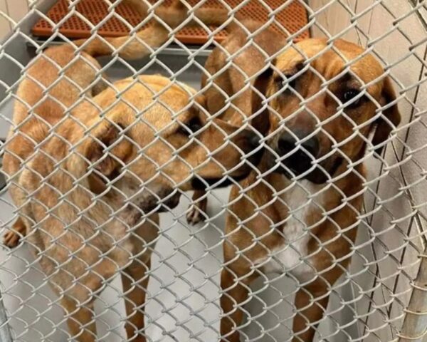 Cani inseparabili nel rifugio adottati insieme: Layla e Lola non devono separarsi