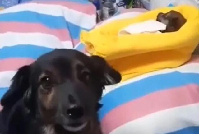 Il cucciolo di cane abbandonato continuava a piangere all’interno della scatola, sperando di ritrovare la sua mamma