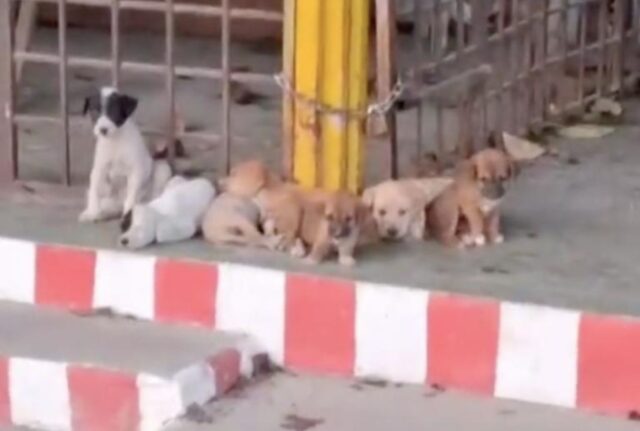 Hanno avuto il coraggio di abbandonare ben 7 cuccioli, ma nonostante tutto loro hanno avuto fortuna
