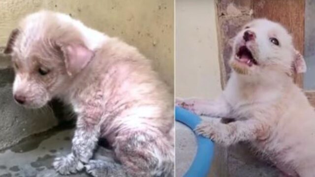 L’uomo era al mercato, poi è rimasto colpito da una scena: il cucciolo di cane era in difficoltà