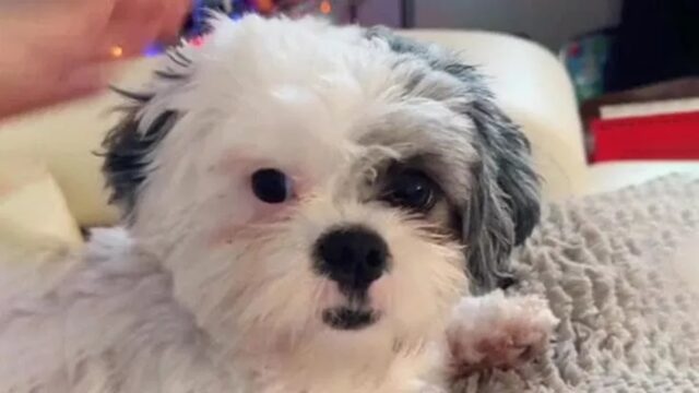La diagnosi del veterinario per il suo cane fa sentire in colpa la proprietaria