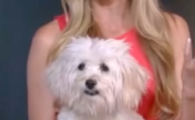 Il cane per nulla timido e chiassoso si blocca in diretta tv come qualsiasi attore con l’ansia da palcoscenico (VIDEO)