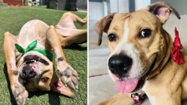 Con gli occhi ancora pieni di speranza, questo cane gioca e fa le feste: vuole una famiglia che lo ami per sempre