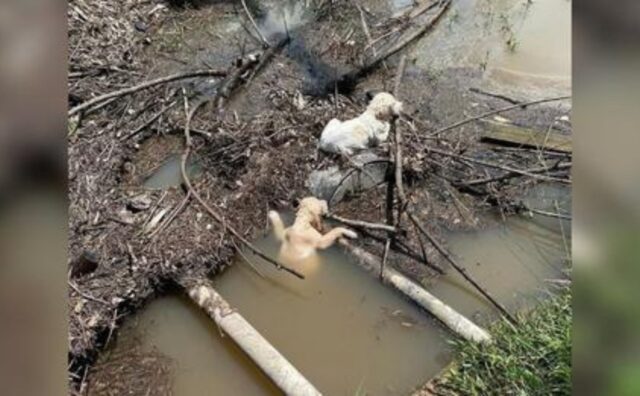 L’autista si ferma bruscamente quando vede due poveri cuccioli che tentano di sopravvivere, aggrappati a un ruscello