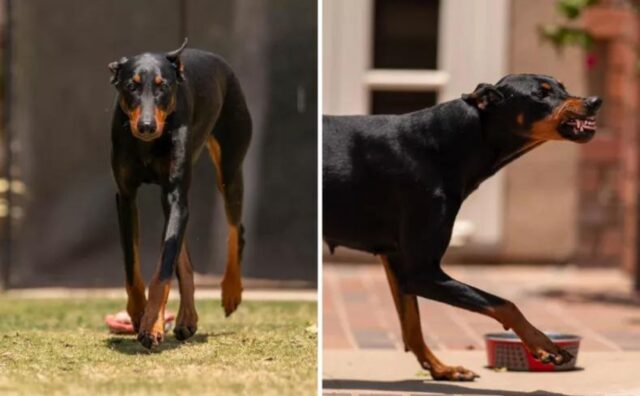 L’ex cane randagio si trasforma lentamente e impara la cosa più bella: come si fa a sorridere (VIDEO)