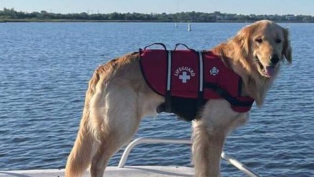 Il Golden Retriever scompare nel fiume dopo l’incidente in barca, ma poi accade il miracolo