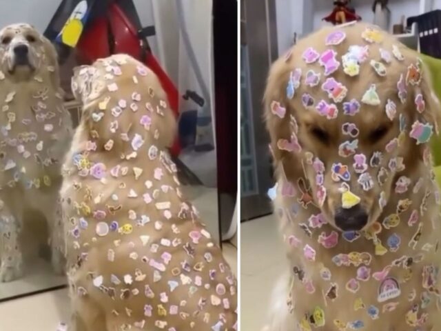 “Ho lasciato i cani con mia nipote solo per un pomeriggio”: ecco l’esilarante risultato
