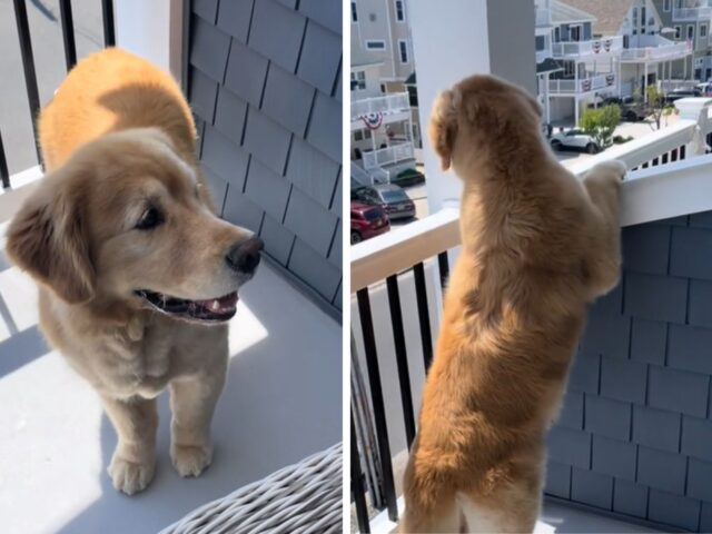Il Golden Retriever prova a osservare (e analizzare) la gente, ma il risultato è esilarante