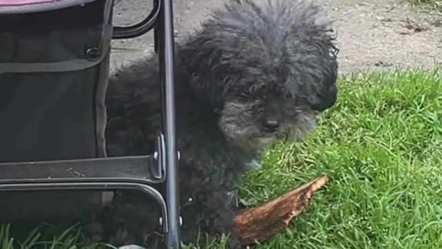 Il cane e il pane tostato per colazione: la sua reazione ha commosso tutti