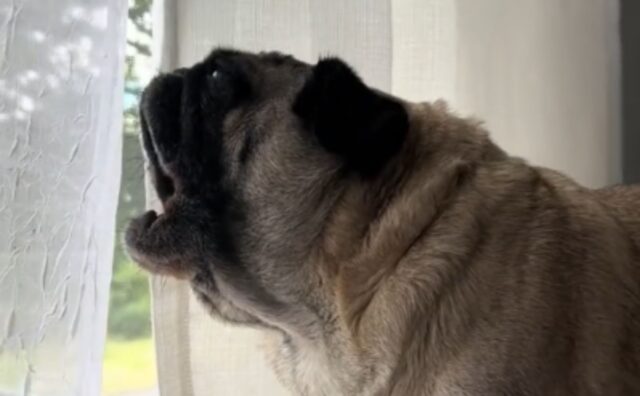 È lunedì anche per loro: l’urlo sfinito di questo Carlino dimostra quanto l’inizio settimana sia duro anche per i cani (VIDEO)
