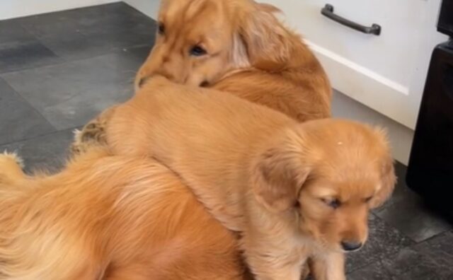 Il Golden Retriever inizia a impartire delle lezioni alla sua sorellina in un modo attentissimo (VIDEO)
