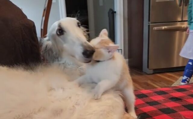La pazienza di questo Borzoi che viene preso di mira da un minuscolo gattino? È a dir poco encomiabile (VIDEO)