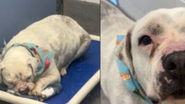 Nonostante la sordità e la vita in rifugio, questo Pitbull continua a sperare che arrivi una famiglia anche per lui