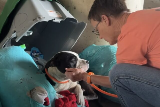 Si sono accorti di lui per caso: il cane ha fatto capolino dalla spazzatura, quando nessuno se lo aspettava